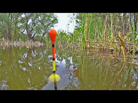 Видео: КАРАСИ НА ПОПЛАВОЧНУЮ УДОЧКУ ВЕСНОЙ 2025! ИКОРНЫЕ РЫБЫ! Рыбалка на поплавок на карася с берега