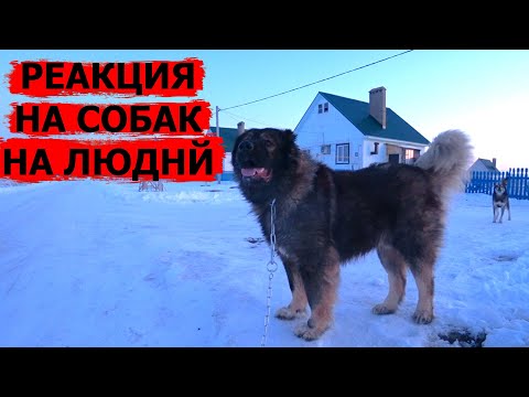 Видео: Реакция Гризли на собак и людей / Кавказская овчарка