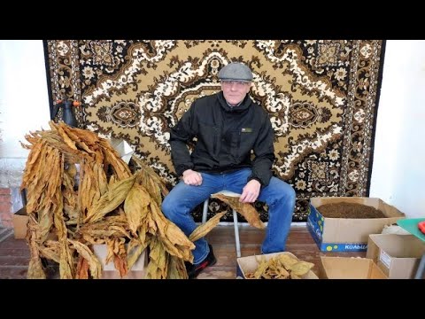 Видео: Удаляю центральную жилку  и отвечаю  на вопросы - Посев семян табака.