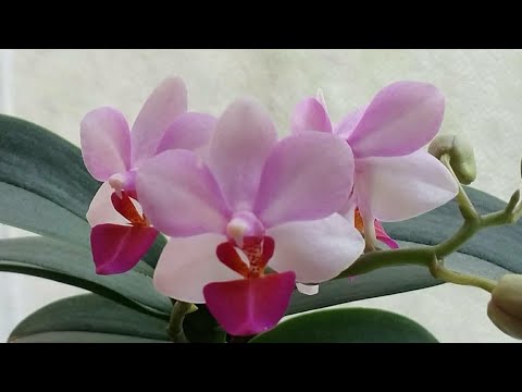 Видео: 10.09.20.ОРХИДЕЯ Льюис Берри..пересадка..через 6 мес.