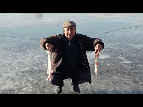 Видео: Qishki baliq ovi mavsumi boshlandi! Muzda baliq ovi -20°.Подлёдная рыбалка 🦈🐟