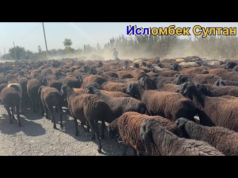 Видео: Гиссариский овец на перегоне Старшей Шерали ⭐️👍2025 г.