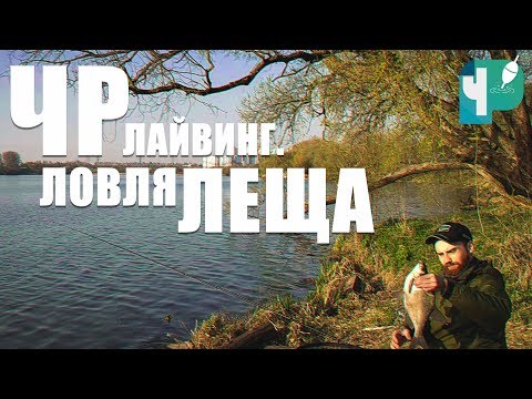 Видео: ЧР Лайвинг. Ловля Леща (Channel Living. Bream fishing)