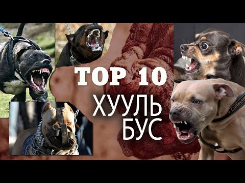 Видео: Хамгийн хууль бус, аюултай 10 үүлдрийн нохой | 가장 불법적이고 위험한 개 품종 10 가지 | The 10 most illegal breed