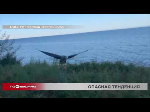 Видео: Неадекватное поведение диких животных фиксируют в Иркутской области