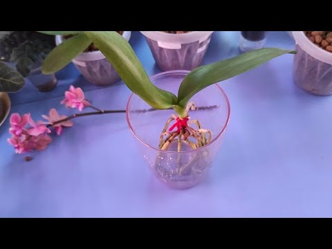 Видео: 22.06.21.ОРХИДЕЯ ..плохая шея ..желтые листья..оказываем первую помощь.