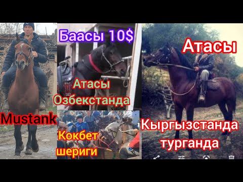 Видео: Кокбеттин шериги