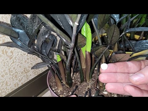 Видео: СРОЧНО ЗИМОЙ сделай это с ЗАМИОКУЛЬКАСОМ и он выпустит 15 новых листьев за 1 месяц, эффективно натур