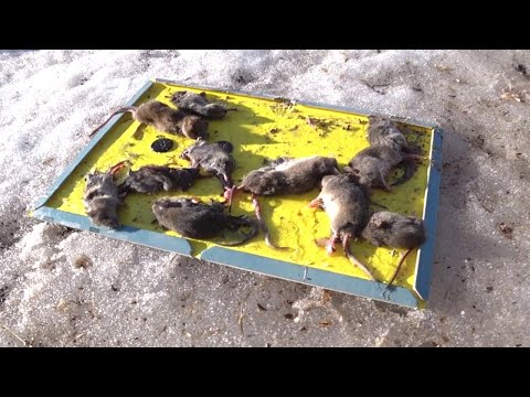 Видео: Самая эффективная мышеловка (плюс отчет по курятнику)