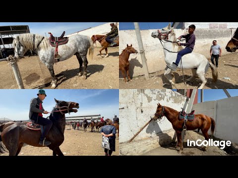 Видео: Кокпарга мыкты аттар келді базарға/Тараз мал базар 17.04.2022