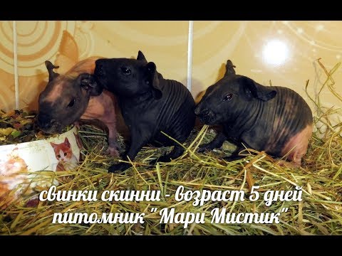 Видео: СВИНКАМ СКИННИ - 5 ДНЕЙ - ОПРЕДЕЛЯЕМ ПОЛ ПОРОСЯТ #ПРОДАЮСКИННИСВИНОККУПЛЮ( ПИТОМНИК "МАРИ МИСТИК" )