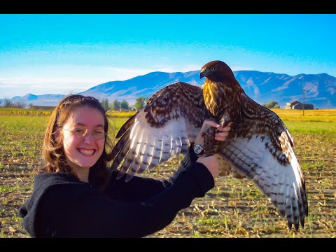 Видео: Соколиная охота: не совершайте эту ошибку, отлавливая краснохвостых оленей