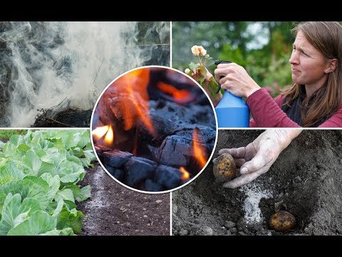 Видео: Эко33 Зола Картофель Наглядно