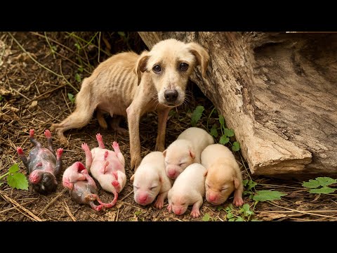 Видео: Я был удивлён, увидев 6 новорождённых щенков 🐶 у себя во дворе — в итоге мы стали семьёй. 🐶🐕❤❤