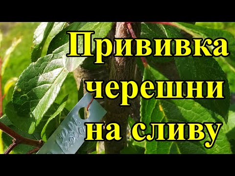 Видео: Прививка черешни на сливу, летняя окулировка глазком, способ убрать сливу которая не плодоносит