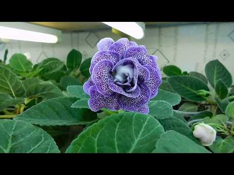 Видео: 🌱Глоксинии 25 сортов ! Обзор сортов. Часть моей коллекции 🌱How to grow gloxinia