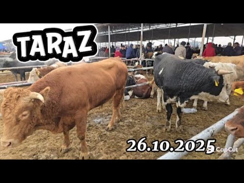 Видео: ТАРАЗ МАЛ БАЗАР. ІРІ ҚАРА БАҒАСЫ 26.10.2025