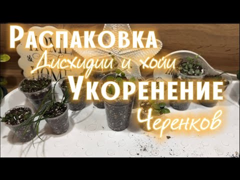 Видео: КУПИЛА новые ХОЙИ и ДИСХИДИИ | ОБЗОР новинок | как УКОРЕНИТЬ ХОЙЮ, дисхидию в ГРУНТЕ |