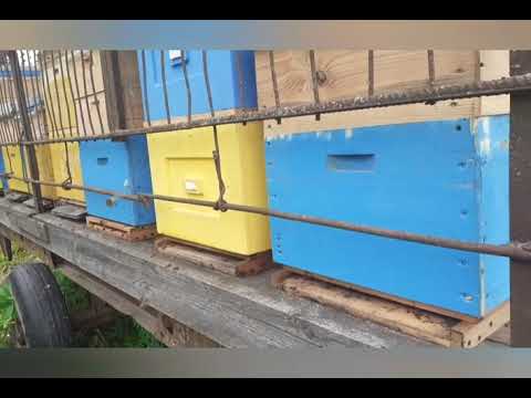 Видео: Результат кочевки на гречиху.