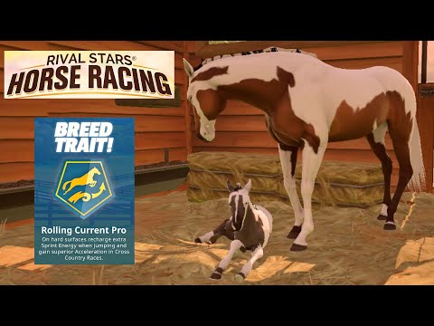 Видео: Новая порода! Разведение АНГЛО-АРАБА с отличными показателями 🌺🐴😍 Rival Stars Horse Racing