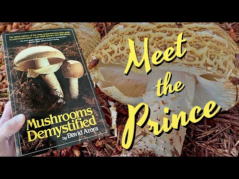Видео: Княжеский гриб - Agaricus augustus