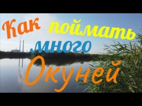 Видео: Рыбалка / Окунь на личинку стрекозы / Кураховское вдхр.