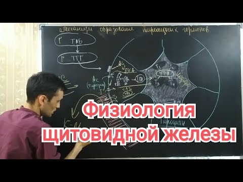 Видео: Физиология щитовидной железы. Гипер и гипотериоз.Physiology of the thyroid gland. Hyperthyroidism...