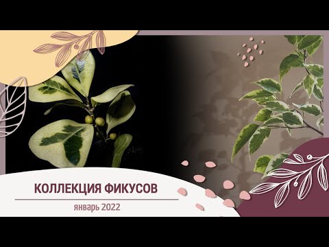 Видео: Коллекция фикусов.