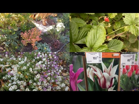 Видео: А ВИ ЯК САДИТЕ ТЮЛЬПАНИ? 🌷⚘️🌷