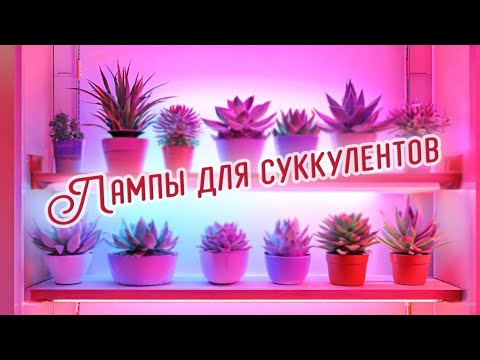 Видео: Нужны ли лампы для суккулентов?