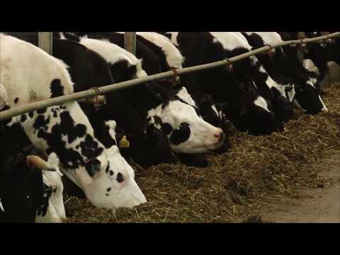 Видео: Гордость республики - Агрызский район - 2017