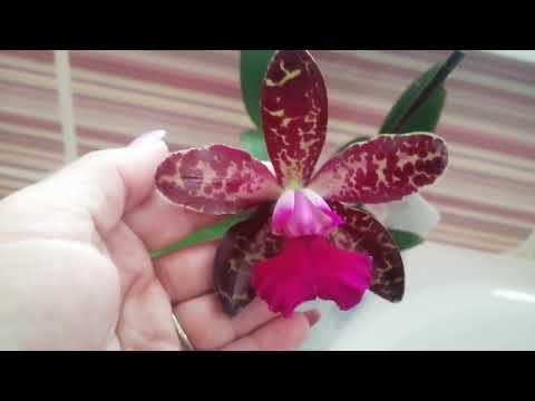 Видео: Цветение дендробиумов, каттлей и ванд.