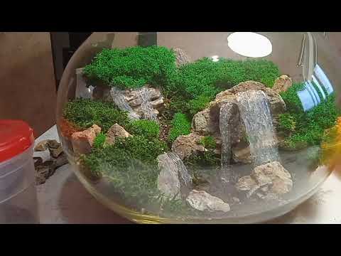 Видео: Флорариум/ Моссариум пошаговая инструкция часть 2