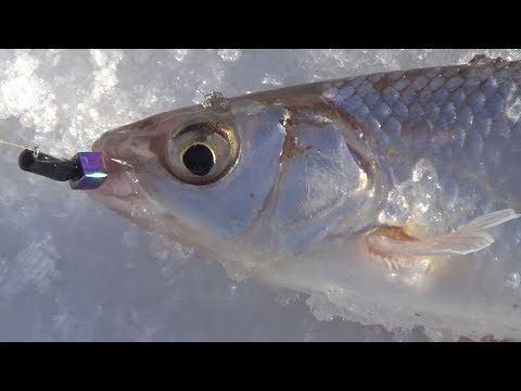 Видео: Накосили плотвы и ельцов. Не часто так клюет. Испытываем электро -бензобур.