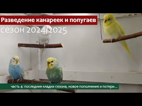 Видео: Разведение канареек и волнистых попугаев. Последние кладки сезона