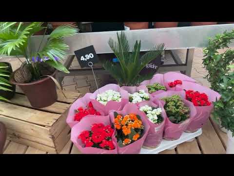 Видео: Новинки из магазина" Гардест". #plants  #растение