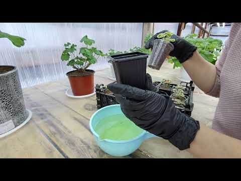 Видео: #659. Первый полив укорененных черенков пеларгонии.