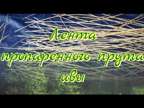 Видео: Лента из пропаренного прута ивы / Ribbon of steamed willow rod @DeduschkaSanja