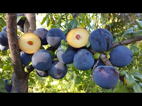 Видео: Слива диплоидная Анжелино