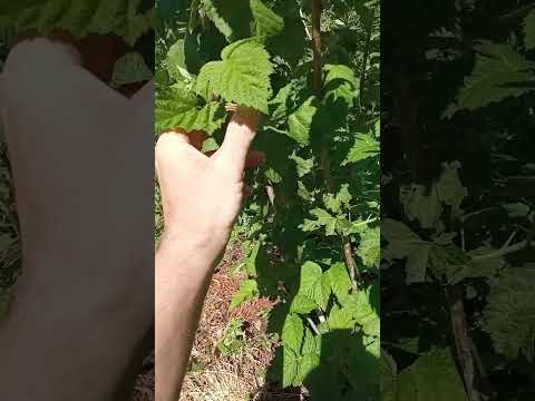Видео: 9 травня. Малина ФЕНОМЕН. Чи буде врожай, яка ціна ?