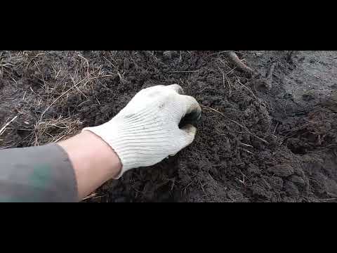 Видео: Коп возле родного дома#Исторический#Солиды#Никогда бы не подумал