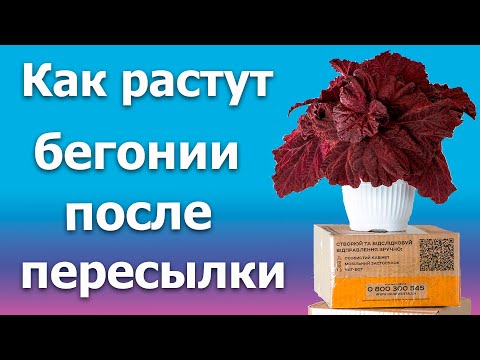 Видео: Как растут бегонии после пересылки (в посылке были месяц)