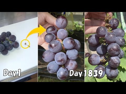 Видео: Спустя 5 лет после выращивания винограда из косточек я собрал много сладкого винограда.