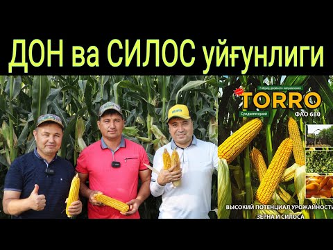 Видео: ДОН ва СИЛОС учун Универсал Маккажўхори нави