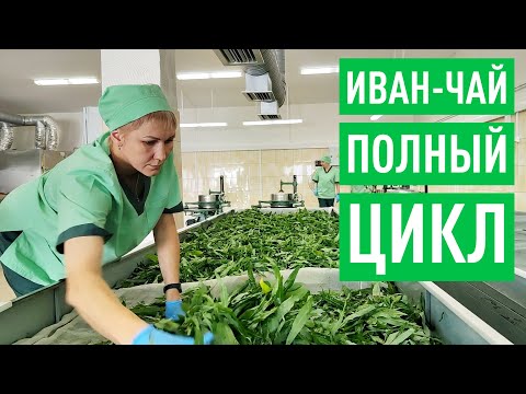 Видео: Как делают Иван-Чай