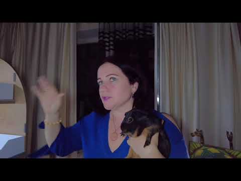 Видео: Дом-стеллаж для морских свинок.Собираем сами.(Pig News)