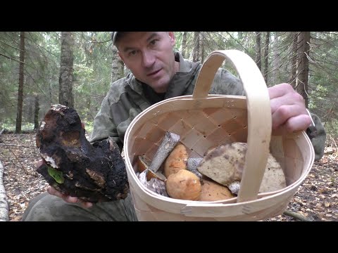 Видео: ФАНТАСТИКА!!! АНОМАЛЬНОЕ ГРИБНОЕ МЕСТО! Только в этом месте есть грибы в лесу!