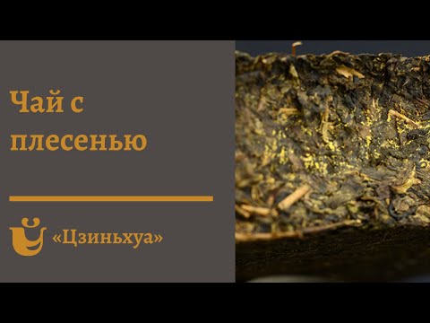 Видео: ЧАЙ С ПЛЕСЕНЬЮ