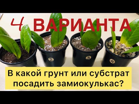 Видео: В КАКОЙ ГРУНТ ИЛИ СУБСТРАТ ПОСАДИТЬ ЗАМИОКУЛЬКАС? / Эксперимент / 4 ВАРИАНТА