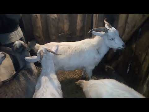 Видео: Если рано покрылись козы что происходит в нашем случае